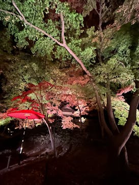 六義園に投稿された画像（2025/12/7）