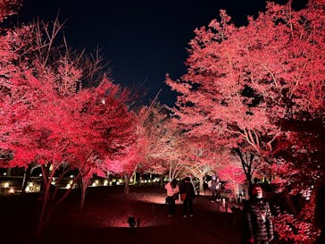 NAKED meets 二条城 2025 観月に投稿された画像（2025/12/7）