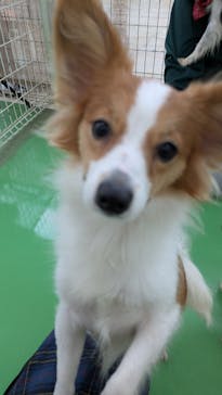 つくばわんわんランドに投稿された画像（2025/12/7）