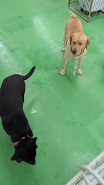 つくばわんわんランドに投稿された画像（2025/12/7）