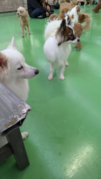 つくばわんわんランドに投稿された画像（2025/12/7）