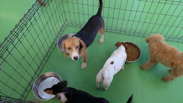 つくばわんわんランドに投稿された画像（2025/12/7）