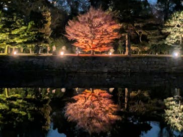 NAKED meets 二条城 2025 観月に投稿された画像（2025/12/7）