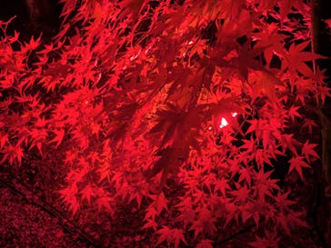 NAKED meets 二条城 2025 観月に投稿された画像（2025/12/7）