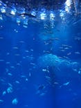 アクアワールド茨城県大洗水族館に投稿された画像（2025/12/7）