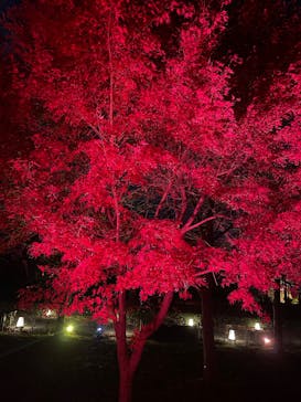 NAKED meets 二条城 2025 観月に投稿された画像（2025/12/7）