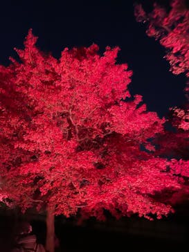 NAKED meets 二条城 2025 観月に投稿された画像（2025/12/7）