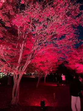 NAKED meets 二条城 2025 観月に投稿された画像（2025/12/7）