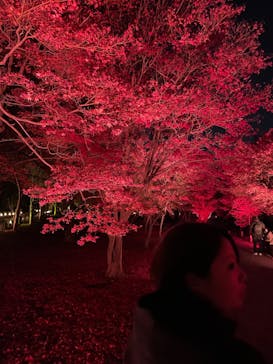 NAKED meets 二条城 2025 観月に投稿された画像（2025/12/7）