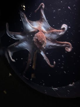 環境水族館アクアマリンふくしまに投稿された画像（2025/12/7）