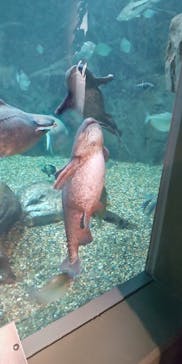 世界淡水魚園水族館　アクア・トトぎふに投稿された画像（2025/12/7）