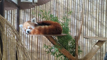 熱川バナナワニ園に投稿された画像（2025/12/7）