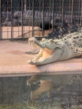 熱川バナナワニ園に投稿された画像（2025/12/7）