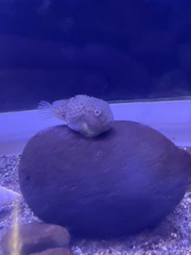 横浜・八景島シーパラダイス　プレジャーランドに投稿された画像（2025/12/8）