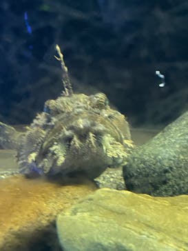 横浜・八景島シーパラダイス　プレジャーランドに投稿された画像（2025/12/8）