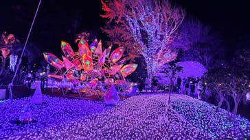 江の島シーキャンドルに投稿された画像（2025/12/8）