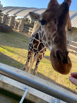 霞ケ浦 どうぶつとみんなのいえに投稿された画像（2025/12/8）