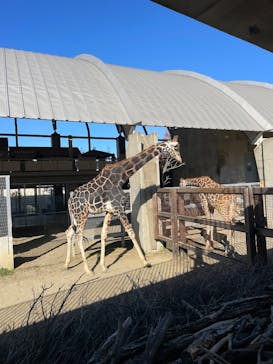 霞ケ浦 どうぶつとみんなのいえに投稿された画像（2025/12/8）