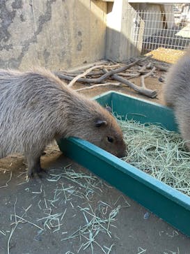 霞ケ浦 どうぶつとみんなのいえに投稿された画像（2025/12/8）