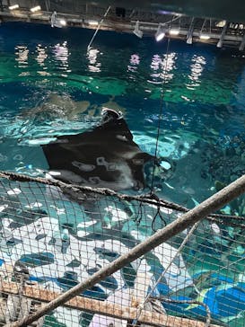 マクセル アクアパーク品川に投稿された画像（2025/12/8）