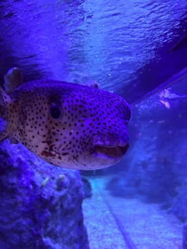 すみだ水族館に投稿された画像（2025/12/8）