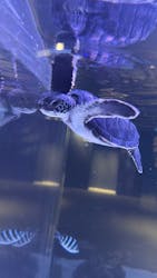 すみだ水族館に投稿された画像（2025/12/8）