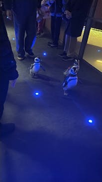 すみだ水族館に投稿された画像（2025/12/8）