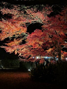 六義園に投稿された画像（2025/12/8）