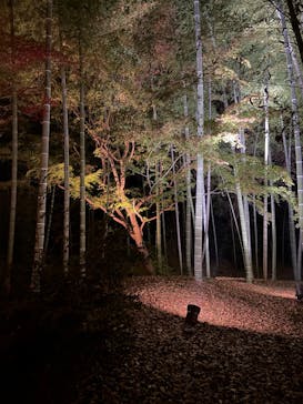 六義園に投稿された画像（2025/12/8）