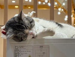 猫カフェモカ　イオンモール幕張新都心店に投稿された画像（2025/12/8）