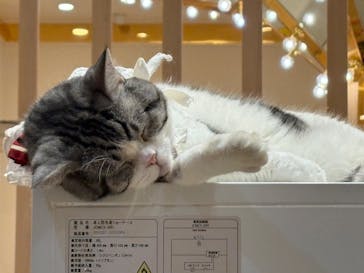 猫カフェモカ　イオンモール幕張新都心店に投稿された画像（2025/12/8）