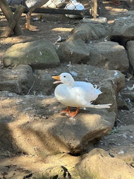 伊豆シャボテン動物公園に投稿された画像（2025/12/8）