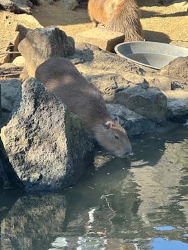伊豆シャボテン動物公園に投稿された画像（2025/12/8）