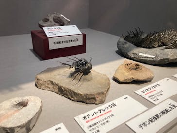 特別展「大絶滅展―生命史のビッグファイブ」に投稿された画像（2025/12/8）