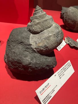 特別展「大絶滅展―生命史のビッグファイブ」に投稿された画像（2025/12/8）