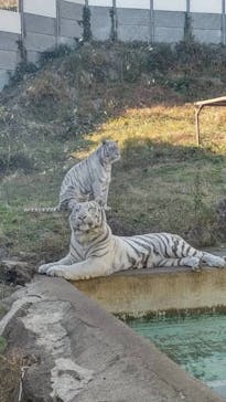 伊豆アニマルキングダムに投稿された画像（2025/12/8）