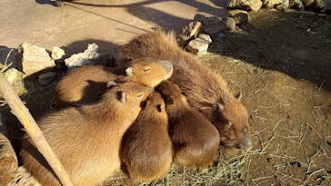 伊豆アニマルキングダムに投稿された画像（2025/12/8）