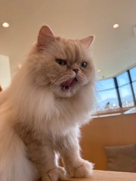 Cat Café MOFF グランベリーパーク店に投稿された画像（2025/12/8）