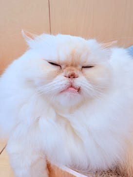 Cat Café MOFF グランベリーパーク店に投稿された画像（2025/12/8）