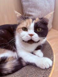 Cat Café MOFF グランベリーパーク店に投稿された画像（2025/12/8）