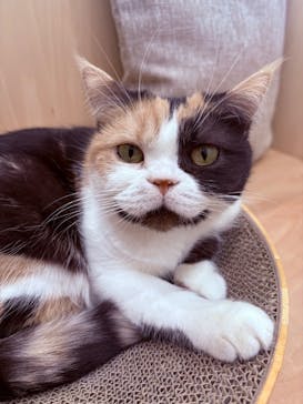 Cat Café MOFF グランベリーパーク店に投稿された画像（2025/12/8）