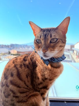 Cat Café MOFF グランベリーパーク店に投稿された画像（2025/12/8）