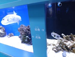 幼魚水族館に投稿された画像（2025/12/8）