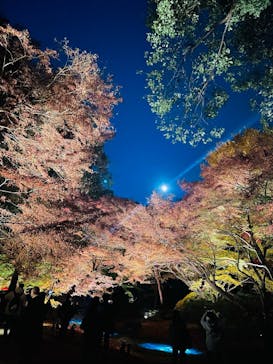 六義園に投稿された画像（2025/12/8）