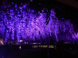 東京メガイルミに投稿された画像（2025/12/8）