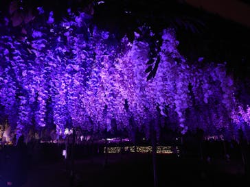 東京メガイルミに投稿された画像（2025/12/8）