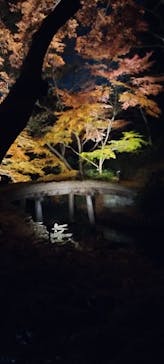 六義園に投稿された画像（2025/12/8）