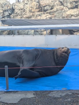 大分マリーンパレス水族館 「うみたまご」に投稿された画像（2025/12/8）