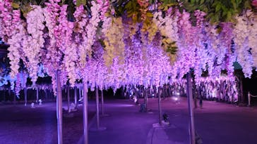 東京メガイルミに投稿された画像（2025/12/8）