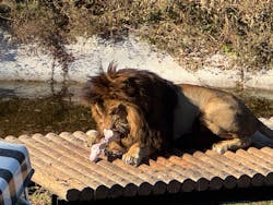 東京動物園協会_多摩動物公園に投稿された画像（2025/12/8）